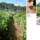 WAKAYAMA PREFECTURE. Eine Frau sitzt auf einer Bank, ein Teefeld und Wälder im Hintergrund. Tee wird in ein Glas gegossen.