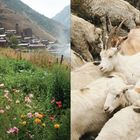 Links bunte Blumen und ein Bergdorf, rechts eine dichte Herde aus Ziegen und Schafen.
