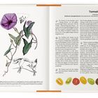 Tomate - Solanum lycopersicum: Beschreibung der Pflanze, Herkunft, Sortenvielfalt und Nutzung. Bild zeigt Tomaten und Windengewächs.