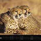 Kalendertext: "Namibia 02" und "Geparden-Geschwister". Zwei Geparden liegen eng nebeneinander auf trockenem Boden.