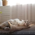 Kalenderblatt mit Februar-Tagen; flauschige Katze liegt entspannt auf einem Teppich in einem hellen Raum mit Pflanze.