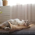 Kalender für Februar, Katze liegt entspannt auf einem Teppich, Licht strömt durch ein Fenster, Pflanzen im Hintergrund.