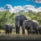 Kalender mit Zahlen 1-28 und Wochentagen. Fünf Elefanten in einer grünen Landschaft unter blauem Himmel.