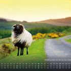 Kalender mit Datum und Text: "Schafe grasen auf den grünen Weiden Irlands". Ein Schaf steht auf einer Wiese nahe einer Straße.