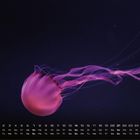 Ein Kalender mit einer lila Qualle vor dunklem Hintergrund. Zahlen und Wochentage unten, rechts steht groß "2".