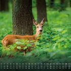 Kalender mit Zahlen und Wochentagen. Ein Reh steht im grünen Wald, umgeben von Bäumen und dichtem Laub.