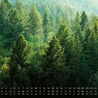 Kalender: Zahlen und Wochentage unten, große 2 rechts. Dichter Wald mit hohen, grünen Nadelbäumen.
