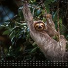 Kalender vom Februar 2023. Ein Faultier hängt entspannt an einem Ast im dichten, grünen Laub.
