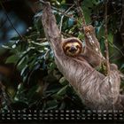 Kalender vom Februar mit einem Faultier, das an einem Baum hängt.
