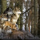 Kalender der Woche mit Zahlen 1-20 und Tagen Mo-So. Ein Wolfsrudel im Wald. Vier Wölfe sitzen aufmerksam beisammen.