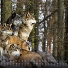 Unter den Bäumen steht ein Wolfsrudel auf Felsen. Unten im Bild ist ein Monatskalender für Februar abgebildet.
