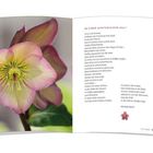 "IN EINER WINTERLICHEN WELT" ist der Titel des Gedichts. Links eine Nahaufnahme einer Christrose.