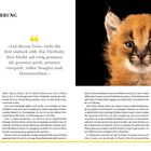 Einführung. Auf diesen Fotos steht die Zeit einfach still. Bild zeigt ein junges Wüstenluchs mit großen Ohren und blauen Augen.