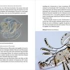 Zwei mikroskopische Aufnahmen von Larven mit begleitendem Text über Schnurwürmer und Hufeisenwürmer.