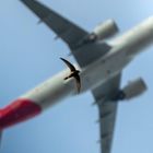 Ein kleiner Vogel fliegt im Vordergrund, während im Hintergrund ein großes Flugzeug am Himmel vorbeizieht.