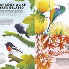 Text: "BIRDS THAT LOOK ALIKE ARE ALWAYS RELATED—WRONG! Focus your birdwatching binoculars..." 

Illustration von verschiedenen Vogelarten auf Zweigen mit bunten Blättern und Blüten.