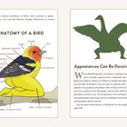 "Anatomy of a Bird" und "Appearances Can Be Deceiving!" mit Illustration eines Vogels und einer rätselhaften Silhouette.