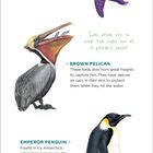 "PURPLE SEA STAR" mit violettem Seestern, "BROWN PELICAN" mit tauchendem Pelikan, "EMPEROR PENGUIN" mit Pinguin und Küken.