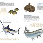 "Pumpkinseed", "Blue Marlin", "Windowpane Flounder", "Atlantic Tarpon". Illustrationen von Fischen mit informativen Texten.