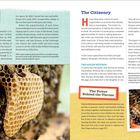 Bee Space. BEES ARE STICKLERS: They want exactly 1/4 to 3/8 inch passageways. The Citizenry. THE QUEEN MOTHER. The Power Behind the Throne.