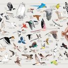 Illustration von verschiedenen Vogelarten mit ihren Namen, darunter "Pied Crow", "Snowy Owl", "Greater Flamingo", "Brahminy Kite".