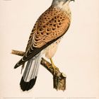 „Turmfalke (Falco tinnunculus)“. Kalender mit Tagen vom 19. bis 25. April 2027. Illustration eines Turmfalken auf Ast.