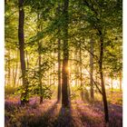 19 MAI. Sonnenaufgang im Buchenwald mit blühenden Hasenglöckchen. Strahlendes Sonnenlicht durch die Bäume.