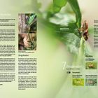 Zikaden Auchenorrhyncha, Singzikaden, Schnabelkerfen, Bienenhonig und Zikaden. Abbildungen von verschiedenen Zikadenarten.
