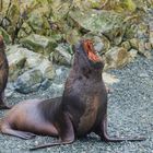 Zwei Seelöwen liegen auf einem steinigen Strand, einer hat das Maul geöffnet. Hintergrund ist felsig.