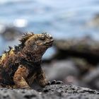 Ein Leguan mit stacheliger Haut sitzt auf einem Felsen am Meer. Der Hintergrund ist verschwommen und wasserblau.