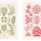 Links: "Siphoneae – Riesenalgen" mit grünen Algenformen. Rechts: "Florideae – Rotalgen" mit roten Algenformen, dekorativ.