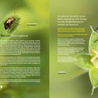Wanzen Heteroptera. Ihr schlechter Ruf eilt ihr voraus. 24 Wanzenarten. Foto von verschiedenen Wanzen auf Pflanzen.