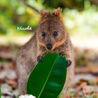Der Text "Nicole" erscheint. Ein Quokka hält ein großes grünes Blatt und blickt neugierig mit großen Augen nach vorn.