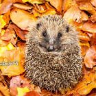 Text: "Chlodwig". Ein zusammengerollter Igel liegt auf orange-gelben Herbstblättern.