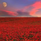 Ein weites Mohnfeld bei Sonnenuntergang mit rosafarbenen Wolken und Mond am Himmel.