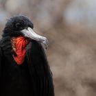Ein schwarzer Vogel mit einem auffällig roten Kehlsack und großem, gebogenem Schnabel vor unscharfem Hintergrund.