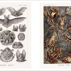 Links: "Chiroptera. Fledertiere", Zeichnungen verschiedener Fledermausköpfe. Rechts: "Batrachia. Frösche", bunte Froschillustrationen.