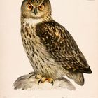 Uhu (Bubo bubo), 18. Woche 2027, Mai. Kalender mit Illustration einer Eule auf einem Felsen.