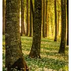 21. Mai, Kalenderwoche mit blühendem Bärlauch in einem Buchenwald. Lumiöses Licht zwischen dicht stehenden Bäumen.