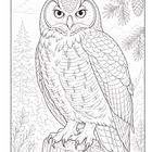 Illustration: Eine detaillierte Zeichnung einer Eule auf einem Baumstumpf im Wald, umgeben von Bäumen und Tannenzapfen.