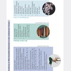Lernskizze über märchenhafte Elemente, Texte über Rettung, Steine, magische Ratgeber, Illustrationen von Büchern, Steinen, Pflanze.