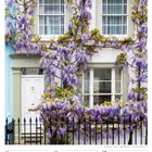 10 Mo, 11 Di, 12 Mi, 13 Do, 14 Fr, 15 Sa, 16 So. Pfingstsonntag, 19. Woche 2027, Mai. Haus mit lila blühender Glyzinie.