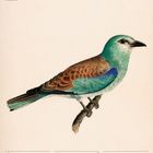 "Blau racke (Coracias garrulus)", Illustration eines Vogels mit blauem und braunem Gefieder auf einem Ast. Kalenderdaten Mai 2027.