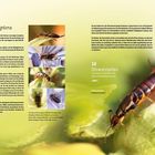 Text über Ohrwürmer, insbesondere Dermaptera, deren fossile Funde und Artenvielfalt. Fotos von Ohrwürmern auf Pflanzen.