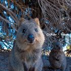 Text: "Oskar + Steve". Zwei niedliche Quokkas im Wald, nah an der Kamera. Schattige Bäume im Hintergrund.