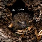 „Herr Müller“ steht über einem Igel in einem hohlen Baumstamm, umgeben von Blättern.