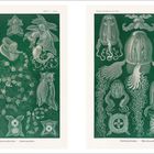 Tafel 77 und 78, Illustrationen von Siphonophoren und Cubomedusae, detailliert gezeichnet auf grünem Hintergrund.