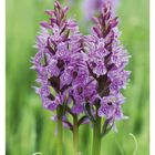 23 Juni, MO 07 DI 08 MI 09 DO 10 FR 11 SA 12 SO 13. Lila Orchideenblüten vor einem unscharfen grünen Hintergrund.