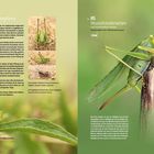 Text links: "Heuschrecken Orthoptera", Beschreibung über Lebensweise.

Rechts: "Ca. 85 Heuschreckenarten", Bild einer Heuschrecke auf Ast.