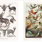 Links: "Antilopina. Antilopen." mit Bleistiftzeichnung von Antilopen. Rechts: "Trochilidae. Kolibris." mit bunten Kolibris.